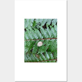 Tree fern Posters and Art